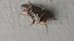 Diomocoris