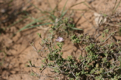 Delosperma testaceum