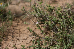 Delosperma testaceum