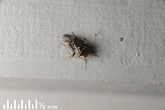 Diomocoris