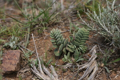 Crassula decidua