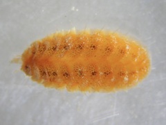 Polynoidae