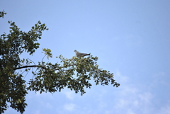 Columba palumbus
