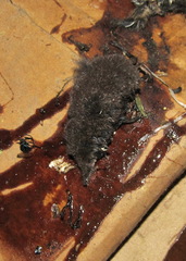 Crocidura suaveolens