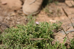 Delosperma testaceum