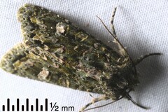 Ichneutica plena