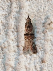 Nephopterix angustella