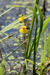 Utricularia