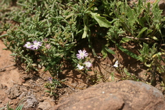 Delosperma testaceum