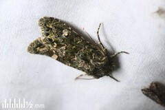 Ichneutica plena