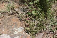 Delosperma subclavatum