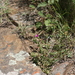 Delosperma subclavatum - Photo (c) Luc Strydom, some rights reserved (CC BY-NC), uploaded by Luc Strydom