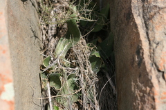 Haemanthus