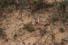 Pelargonium aridum