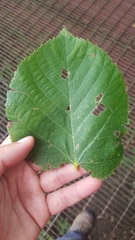 Tilia americana americana