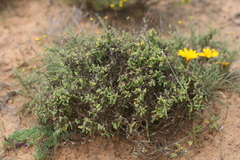 Drosanthemum subspinosum