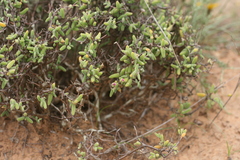 Drosanthemum subspinosum