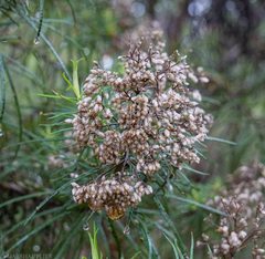 Cassinia longifolia