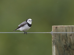 Epthianura albifrons