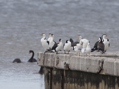 Phalacrocorax varius hypoleucos
