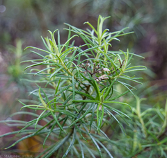 Cassinia longifolia