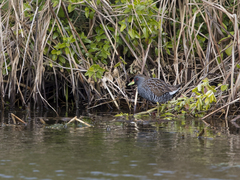 Porzana fluminea