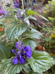 Amegilla bombiformis