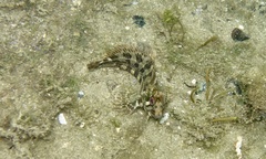 Parablennius gattorugine