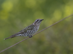 Chrysococcyx basalis
