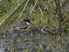 Erythrogonys cinctus
