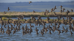 Malacorhynchus membranaceus