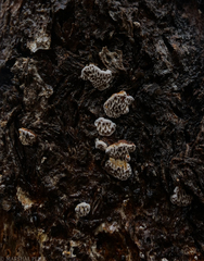 Hexagonia vesparia