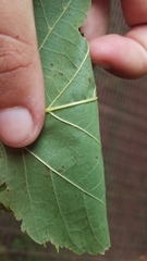 Tilia americana americana