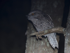 Podargus strigoides strigoides