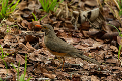 Turdus libonyana