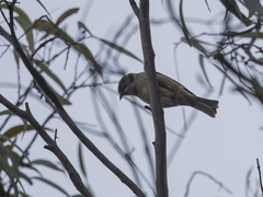 Melithreptus brevirostris