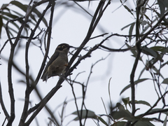 Melithreptus brevirostris