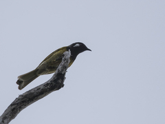 Nesoptilotis leucotis leucotis