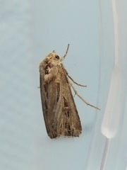 Agrotis spinifera