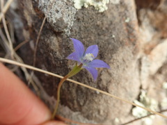 Wahlenbergia violacea
