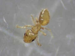 Plagiolepis alluaudi