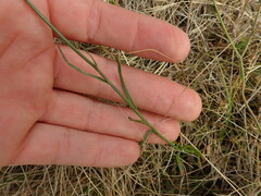 Wahlenbergia violacea