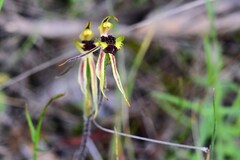 Caladenia toxochila