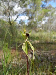 Caladenia parva