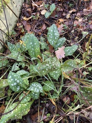 Pulmonaria officinalis