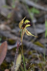 Caladenia toxochila