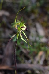 Caladenia tentaculata
