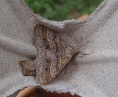 Isturgia deerraria