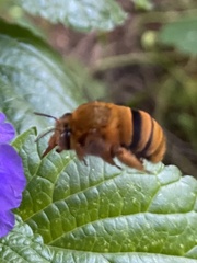 Amegilla bombiformis