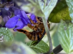 Amegilla bombiformis